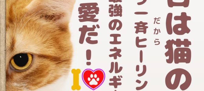 2月22日☆猫の日ゲリラ無料一斉ヒーリング～宇宙で最強のエネルギーは愛だ！！～